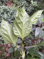 Hibiscus rosa-sinensis