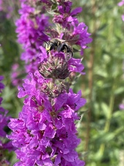 Megachilinae