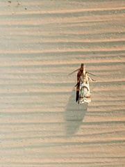 Microcrambus elegans