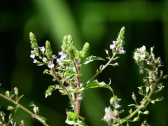 Veronica anagalloides