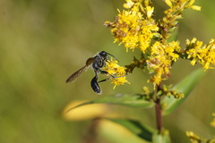Isodontia