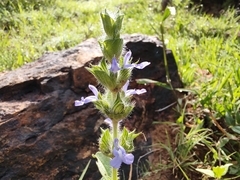 Salvia hirsuta