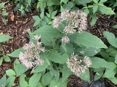 Eutrochium purpureum