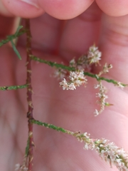 Tamarix parviflora
