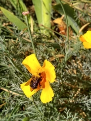 Bombus vosnesenskii