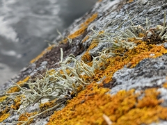 Ramalina siliquosa