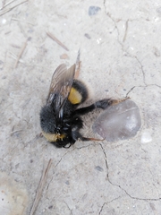 Bombus terrestris