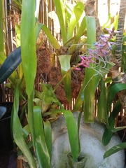Aechmea gamosepala