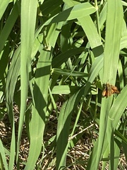 Ochlodes sylvanoides