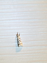 Microcrambus elegans
