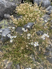 Dichodon cerastoides