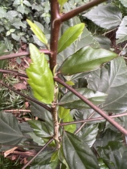 Hibiscus rosa-sinensis