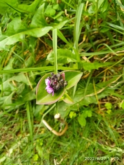 Tradescantieae