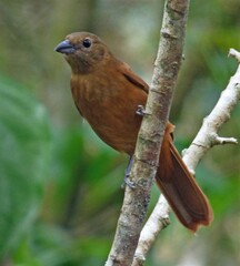 Tachyphonus coronatus