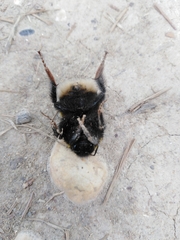 Bombus terrestris