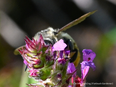 Megachilidae