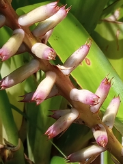 Aechmea gamosepala