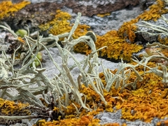 Ramalina siliquosa