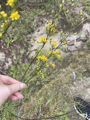 Solidago arguta