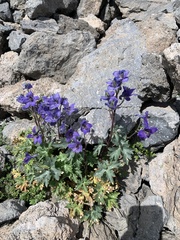 Delphinium caucasicum