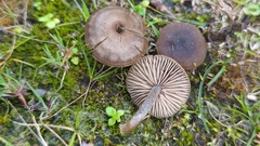 Nolanea
