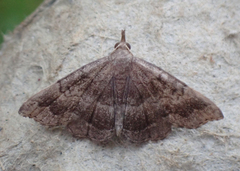 Phalaenostola larentioides