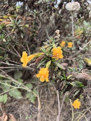 Diplacus aurantiacus