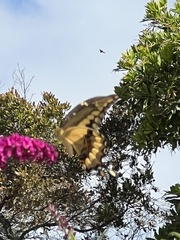 Papilionini