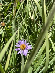 Erigeron glacialis