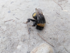 Bombus terrestris