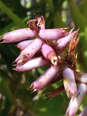 Aechmea gamosepala