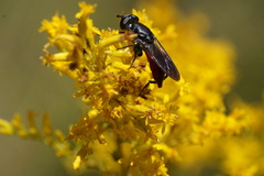 Chalcosyrphus piger