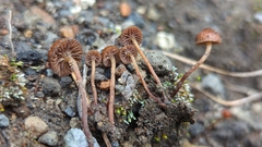 Deconica
