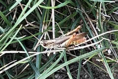 Gomphocerippus rufus