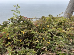 Diplacus aurantiacus