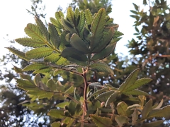 Bursera cuneata
