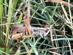 Gomphocerippus rufus