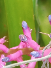 Aechmea gamosepala
