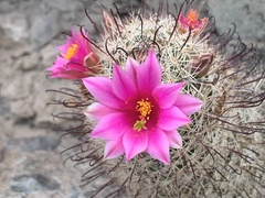 Mammillaria grahamii