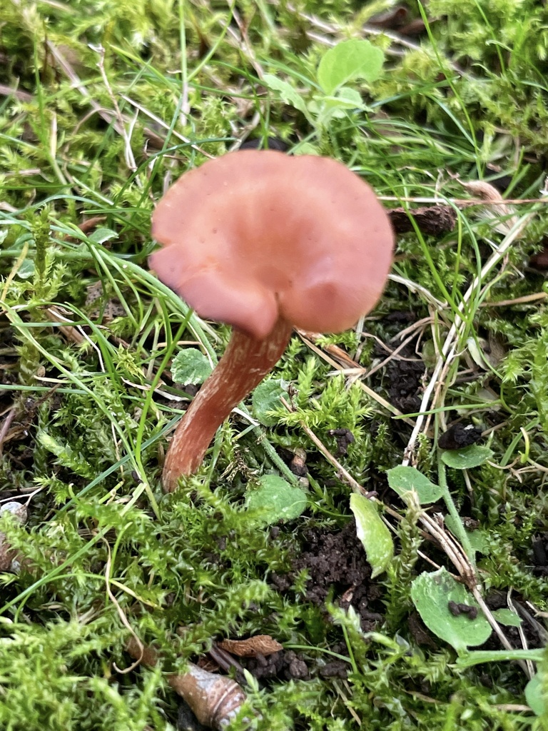 Laccaria laccata from Spiritridge Park, Bellevue, WA, US on August 27, 2022 at 0349 PM by ym