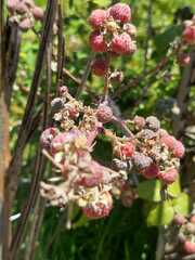Rubus niveus