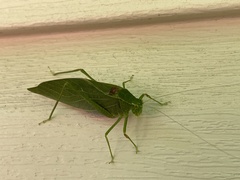 Microcentrum retinerve