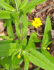 Melampodium divaricatum