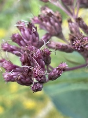 Eutrochium maculatum