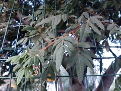 Bursera cuneata