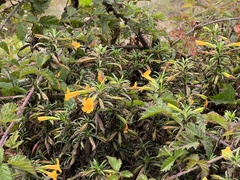 Diplacus aurantiacus