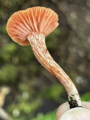 Laccaria laccata