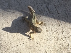 Leiocephalus carinatus