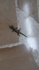 Gonatodes caudiscutatus