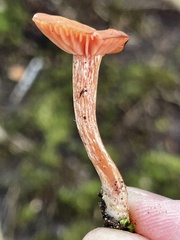 Laccaria laccata
